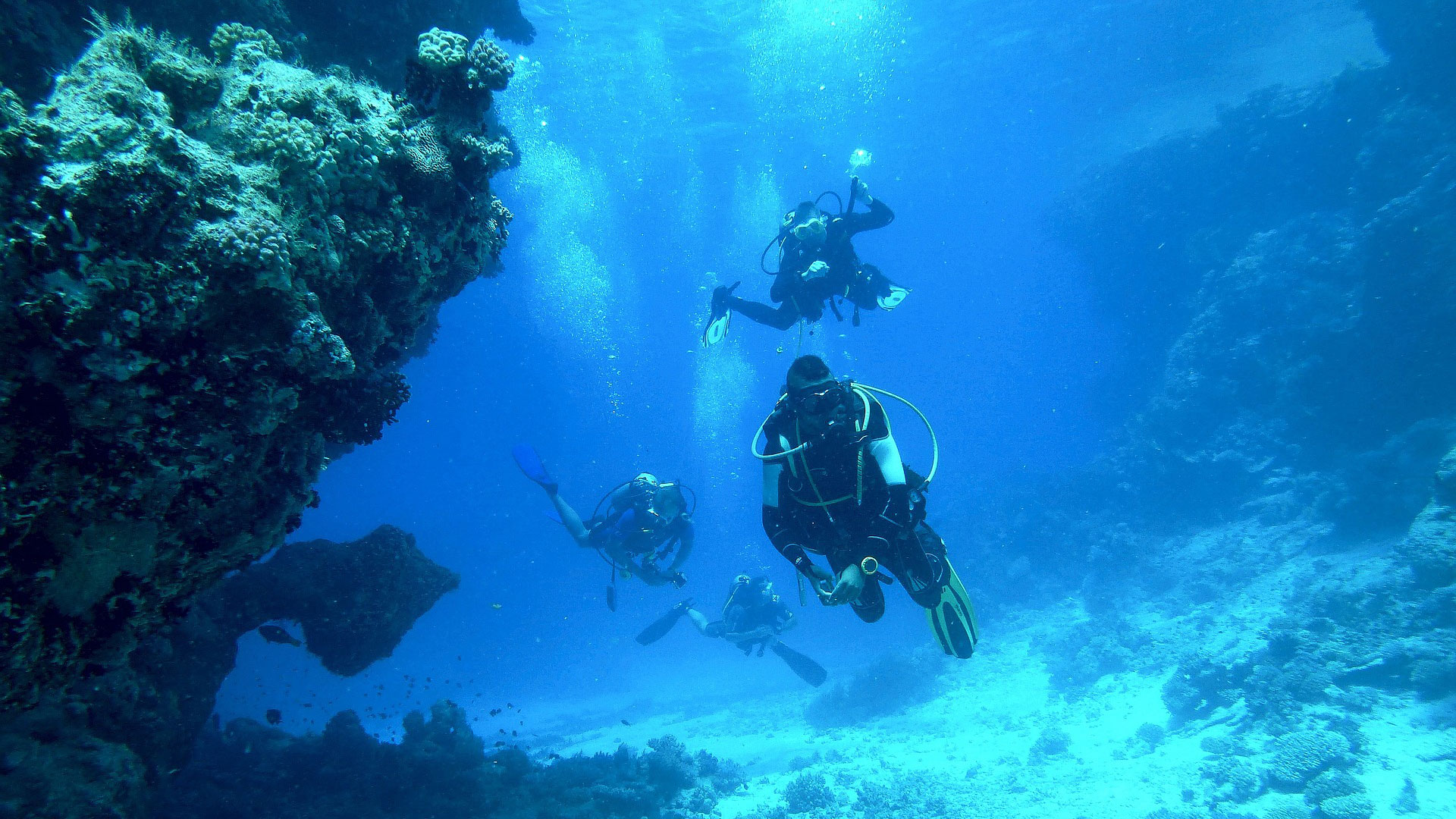diving with sea turtles